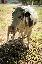 Imagini pentru anunt: Vand vaca cu vitica ei - Baltata Romaneasca