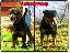 Imagini pentru anunt: Pui rottweiler cu pedigree