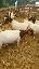 Imagini pentru anunt: Vand 7 capre boer cu pedigree