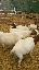 Imagini pentru anunt: Vand 7 capre boer cu pedigree