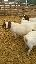 Imagini pentru anunt: Vand capre boer +1tap cu pedigree