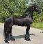 Imagini pentru anunt: Un cal Friesian pentru adoptare gratuit  toate rotund