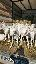 Imagini pentru anunt: Vand urgent 20 iede capre saanen de 1an +1tap