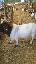 Imagini pentru anunt: Vand capre boer cu tapi pedigree
