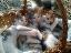 Imagini pentru anunt: Ofer spre adoptie pui de pisica comuna europeana