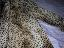 Imagini pentru anunt: Haina leopard artificiala