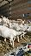 Imagini pentru anunt: Vand 25 capre si iede saanen rasa pura