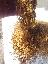 Imagini pentru anunt: Vand tutun firicel soiul virginia galbui