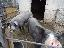Imagini pentru anunt: Porci de 100-120 kg pt Craciun si nu numai- pret negociabil