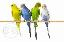 Imagini pentru anunt: Vind papagali perusi pui si maturi toate culorile