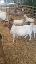 Imagini pentru anunt: Vand capre saanen si 5 boer gestante