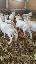 Imagini pentru anunt: Vand capre saanen si 5 boer gestante