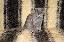 Imagini pentru anunt: Pui de pisica rasa British Shorthair