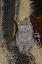 Imagini pentru anunt: Pui de pisica rasa British Shorthair
