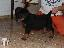 Imagini pentru anunt: Catel rottweiler de vanzare