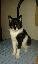 Imagini pentru anunt: Luna -  pisicuță torcăroasă în căutare de casă și familie iubitoare