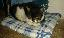 Luna -  pisicuță torcăroasă în căutare de casă și familie iubitoare