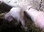 Imagini pentru anunt: Porci in viu de vanzare
