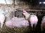 Imagini pentru anunt: Porci in viu de vanzare