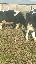 Vand 21 vaci Holstein si baltata romaneasca monbilier de urgenta