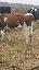 Vand schimb 21 vaci Holstein si baltata romaneasca