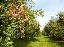 Imagini pentru anunt: Livada pomi fructiferi