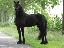 Imagini pentru anunt: Frumos 7 ani cal Frisian disponibile
