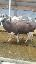 Imagini pentru anunt: Vand 6 vaci brune de Austria gestante u