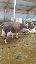 Vand 6 vaci brune de Austria gestante urgent acum sunt pe lapte