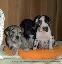 Imagini pentru anunt: Vand pui dog german cu pedigree