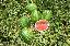 Imagini pentru anunt: Pepene verde Crimson Sweet