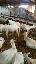 Imagini pentru anunt: Cumpar tractor sau utilaje agricole  autoturism si ofer capre saanen originale