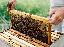 Imagini pentru anunt: Vand 75 de familii albine
