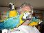 Papagali macaw frumoase pentru case noi  adopție