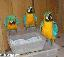 Papagali macaw frumoase pentru case noi  adopție