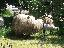 Imagini pentru anunt: Loc de munca Cioban la oi