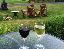 Imagini pentru anunt: Vinuri superioare din struguri albi si rosii - cules la maturitate deplină