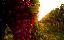 Imagini pentru anunt: Vinuri superioare din struguri albi si rosii - cules la maturitate deplină