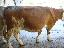 Imagini pentru anunt: Vaci rasa baltata romaneasca