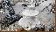 Imagini pentru anunt: Fântană arteziană scoică mare  alb marmorat model F6