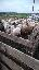 Imagini pentru anunt: Vand 35 oi turcane tinere