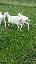Imagini pentru anunt: Schimb capre  saanen cu autoturisme tractor