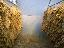 Imagini pentru anunt: Tutun frunze fermentat