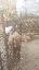Imagini pentru anunt: Vand tapi anglo-nubiani