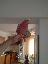 Imagini pentru anunt: Papagal Roza cacadu  kakadu blanda crescut la mana