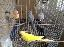 Imagini pentru anunt: Papagal deosebit printesa de wales