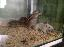 Imagini pentru anunt: Pui veverite siberiene blande