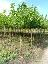 Imagini pentru anunt: Mesteacan  tei alun stejar salcie plop catalpa artar - plante ornamentale