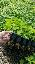 Imagini pentru anunt: Plantatii primavara  toamna Paulownia