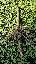 Imagini pentru anunt: Butasi Paulownia diferite specii